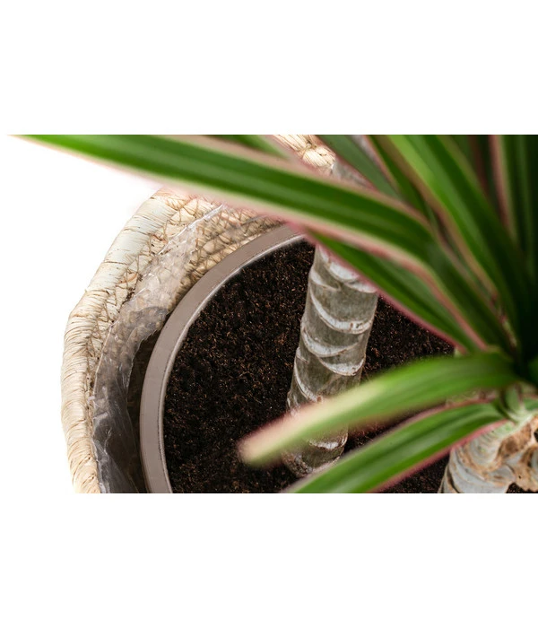 Drachenbaum - Dracaena Marginata 'Bicolor', In Seegras-Korb 4 Drachenbaum - Dracaena Marginata 'Bicolor', In Seegras-Korb – Bild 4