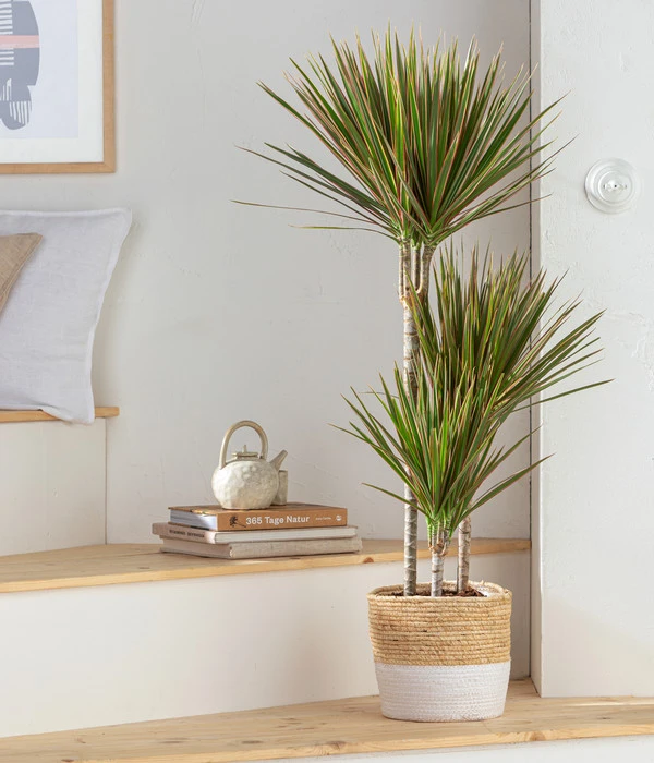 Drachenbaum - Dracaena Marginata 'Bicolor', In Seegras-Korb 2 Drachenbaum - Dracaena Marginata 'Bicolor', In Seegras-Korb – Bild 2