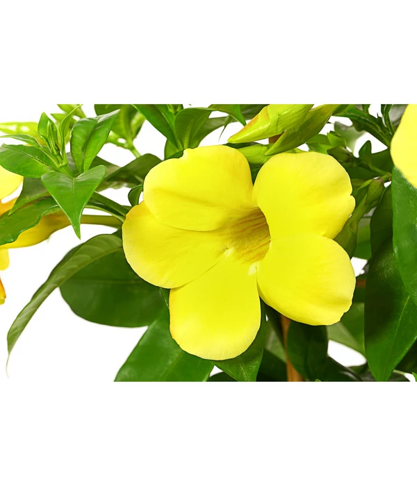 Goldtrompete, Spalier 2 Goldtrompete, Spalier – Bild 2