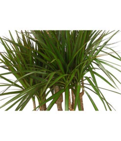 Drachenbaum - Dracaena Marginata, Karussell 7 Drachenbaum - Dracaena Marginata, Karussell -Weber Store 8510992 8272809 WE DE 001 DrachenbaumDracaenaMarginataKarusellT29T26DehnerExpressHerzig