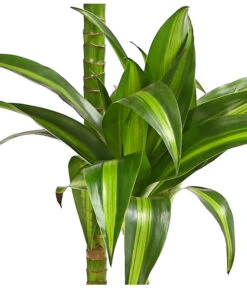 Drachenbaum - Dracaena Fragrans 'Hawaiian Sunshine' 5 Drachenbaum - Dracaena Fragrans 'Hawaiian Sunshine' -Weber Store 8511545 WE DE 001 DrachenbaumDracaenaMassangianaHawaiinSunshineT19OWDehnerExpressHerzig