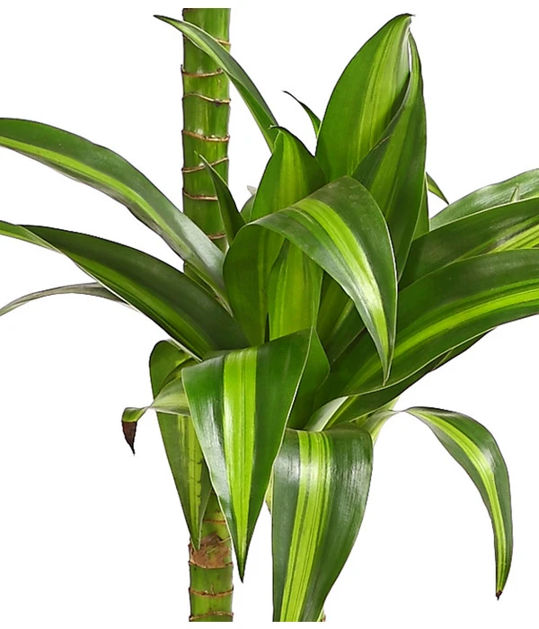 Drachenbaum - Dracaena Fragrans 'Hawaiian Sunshine' 3 Drachenbaum - Dracaena Fragrans 'Hawaiian Sunshine' – Bild 3