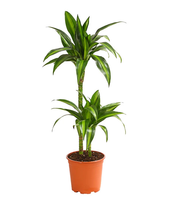 Drachenbaum - Dracaena Fragrans 'Hawaiian Sunshine' 1 Drachenbaum - Dracaena Fragrans 'Hawaiian Sunshine'
