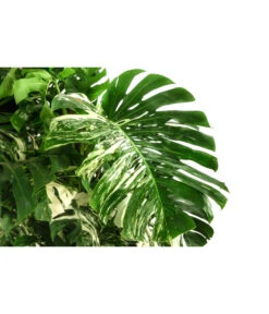 XXL Fensterblatt - Monstera Deliciosa 'Variegata', Ca. 180-220 Cm -Weber Store 8519399 WE DE 001 MonsteraVariegataT40DehnerExpressHerzig