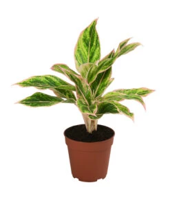 Buntblättriger Kolbenfaden-Set - Aglaonema Commutatum, 3-teilig -Weber Store 8561581 WE FS 003 Aglaonema3SetT12