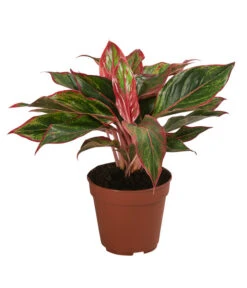 Buntblättriger Kolbenfaden-Set - Aglaonema Commutatum, 3-teilig -Weber Store 8561581 WE FS 004 Aglaonema3SetT12