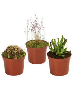 Fleischfressende Pflanzen - Raritäten-Set, 3-teilig