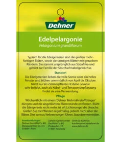 Edelgeranie, Stämmchen -Weber Store 8585275 Edelpelargonie 04022016 2