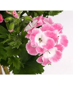 Edelgeranie, Stämmchen -Weber Store 8585275 PR DE 001 EdelpelargonienStammT19DehnerExpressHerzig