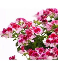 Edelgeranie, Stämmchen -Weber Store 8585275 PR DE 001 EdelpelargonienStammT19OWDehnerExpressHerzig