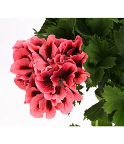 Edelgeranie, Stämmchen -Weber Store 8585275 PR DE 002 EdelpelargonienStammT19DehnerExpressHerzig