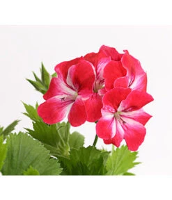 Edelgeranie, Stämmchen -Weber Store 8585275 PR DE 003 EdelpelargonienStammT19DehnerExpressHerzig