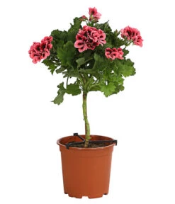 Edelgeranie, Stämmchen -Weber Store 8585275 PR FS 002 EdelpelargonienStammT19DehnerExpressHerzig