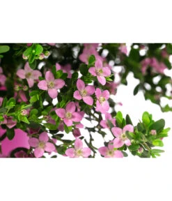 Rote Korallenraute 7 Rote Korallenraute -Weber Store 8587214 WE DE 001 BoroniaCrenulataBuschT19DehnerExpressHerzig