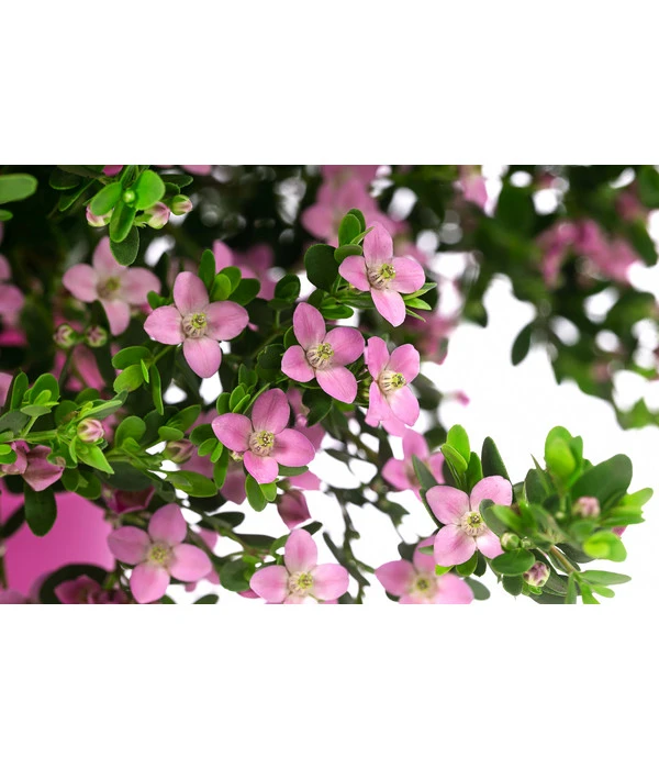 Rote Korallenraute 4 Rote Korallenraute – Bild 4