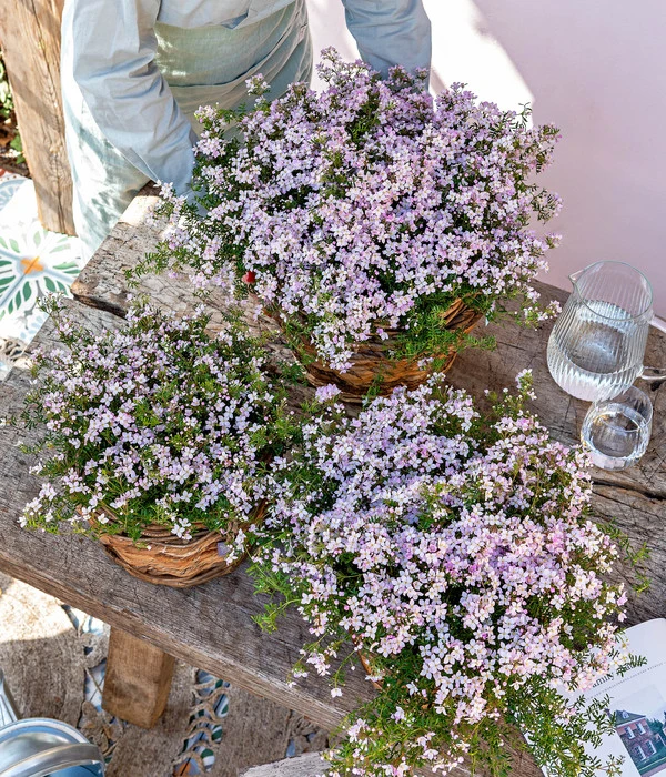 Rote Korallenraute 2 Rote Korallenraute – Bild 2