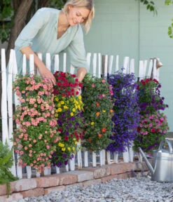 Wandhänger Mit Minihängepetunien-Trio, Verschiedene Farben 6 Wandhänger Mit Minihängepetunien-Trio, Verschiedene Farben -Weber Store 8602989 8602997 WE MO 001 BegoniaWandhaenger