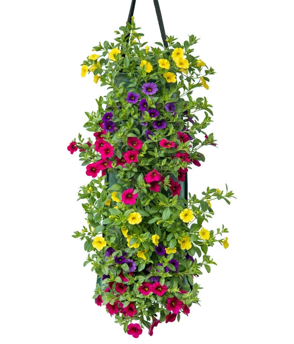 Wandhänger Mit Minihängepetunien-Trio, Verschiedene Farben 1 Wandhänger Mit Minihängepetunien-Trio, Verschiedene Farben