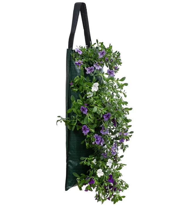 Wandhänger Mit Minihängepetunien-Trio, Verschiedene Farben 2 Wandhänger Mit Minihängepetunien-Trio, Verschiedene Farben – Bild 2