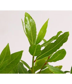 Echter Lorbeer -Weber Store 8609943 PR DE 001 LaurusNobilisKuechenlorbeerLorbeerSaemlingT9DehnerExpressHerzig