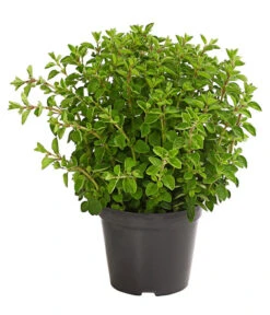 Bio Oregano
