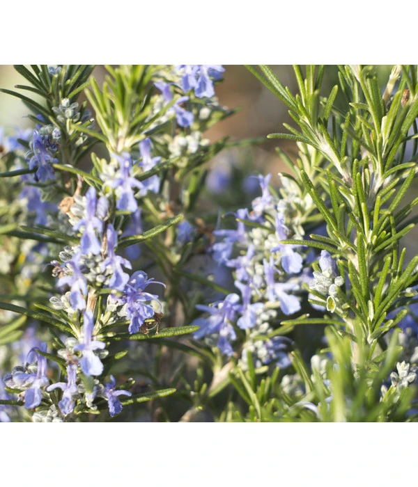 Bio Rosmarin 4 Bio Rosmarin – Bild 4