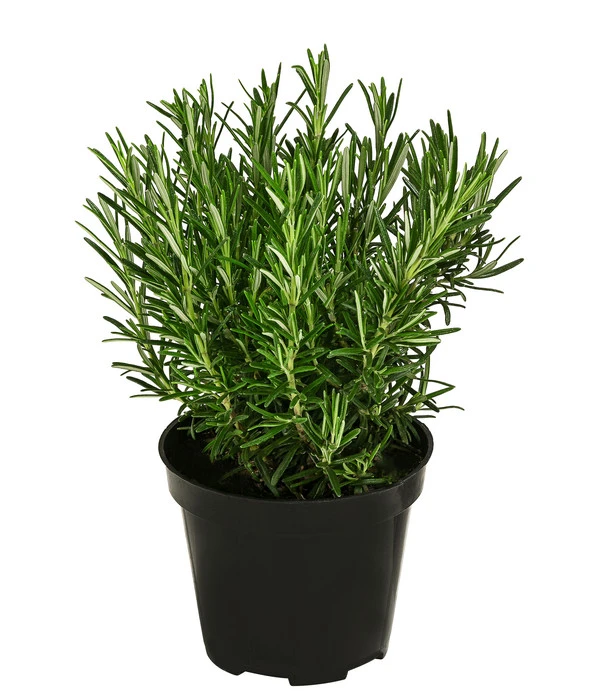 Bio Rosmarin 1 Bio Rosmarin