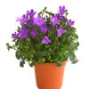Glockenblume - Campanula Portenschlagiana 'Get Mee®'