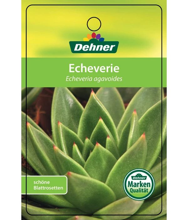 Echeverie - Echeveria Agavoides 4 Echeverie - Echeveria Agavoides – Bild 4