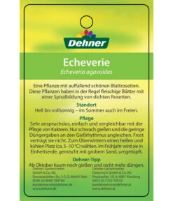 Echeverie - Echeveria Agavoides 9 Echeverie - Echeveria Agavoides -Weber Store 8672636 Echeveriaagavoides 22022017 2