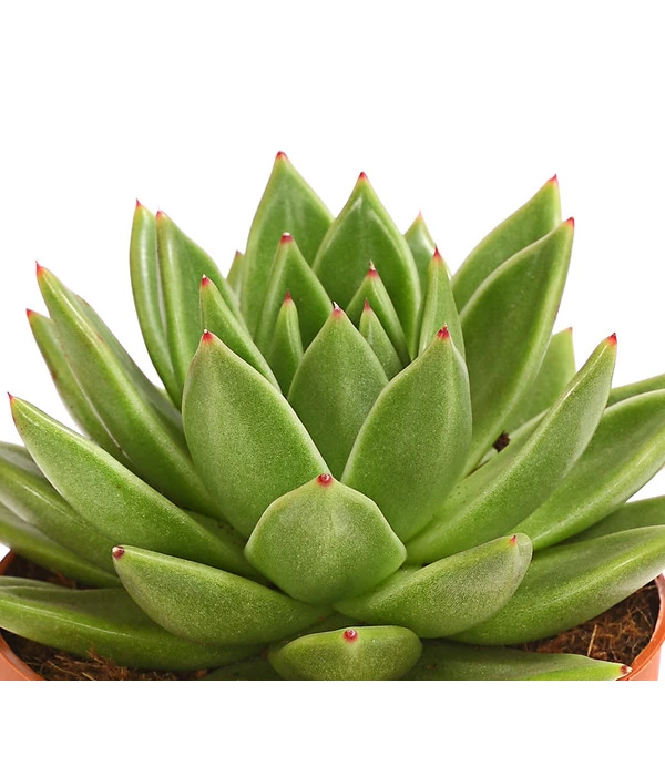 Echeverie - Echeveria Agavoides 3 Echeverie - Echeveria Agavoides – Bild 3