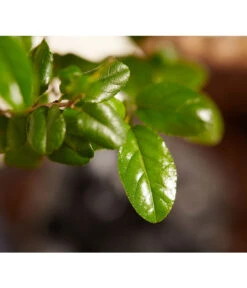 Bonsai Mit Buddha, Verschiedene Sorten -Weber Store 8686644 PR DE 002 BonsaiMixMitSchaleUndBuddha15erSchaleDehnerExpressZS