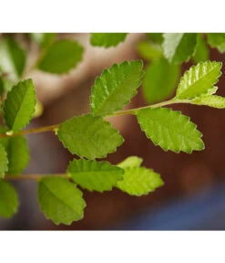 Bonsai Mit Buddha, Verschiedene Sorten -Weber Store 8686644 PR DE 003 BonsaiMixMitSchaleUndBuddha15erSchaleDehnerExpressZS