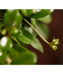 Bonsai Mit Buddha, Verschiedene Sorten -Weber Store 8686644 PR DE 004 BonsaiMixMitSchaleUndBuddha15erSchaleDehnerExpressZS