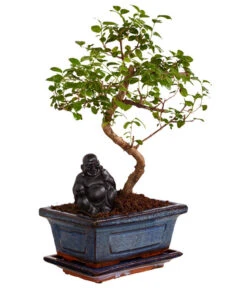 Bonsai Mit Buddha, Verschiedene Sorten -Weber Store 8686644 PR FS 002 BonsaiMixMitSchaleUndBuddha15erSchaleDehnerExpressZS