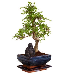 Bonsai Mit Buddha, Verschiedene Sorten -Weber Store 8686644 PR FS 003 BonsaiMixMitSchaleUndBuddha15erSchaleDehnerExpressZS