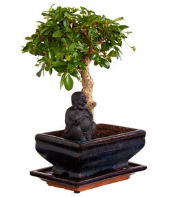 Bonsai Mit Buddha, Verschiedene Sorten -Weber Store 8686644 PR FS 004 BonsaiMixMitSchaleUndBuddha15erSchaleDehnerExpressZS