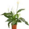 Air So Pure® Einblatt - Spathiphyllum Wallisii 'Chico'