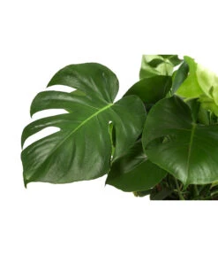 Fensterblatt - Monstera Deliciosa -Weber Store 8710436 WE DE 001 MonsteraDeliciosaBuschT27