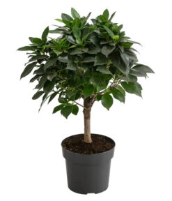 Birkenfeige - Ficus 'Nitida', Stamm