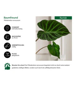 Baumfreund - Philodendron Verrucosum -Weber Store 8731416 WE IG 001 PhilodendronVerrucosum