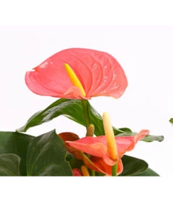 Große Flamingoblume - Anthurium Andreanum 'Adios', Verschiedene Sorten -Weber Store 8736266 WE DE 001 AnthurieAnthuriumAdios5FarbmixT17DehnerExpressHerzig