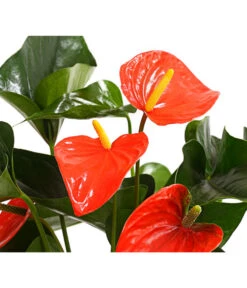 Große Flamingoblume - Anthurium Andreanum 'Adios', Verschiedene Sorten -Weber Store 8736266 WE DE 002 AnthurieAnthuriumAdios5FarbmixT17DehnerExpressHerzig