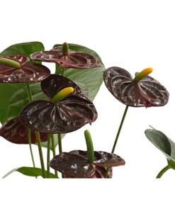 Große Flamingoblume - Anthurium Andreanum 'Adios', Verschiedene Sorten -Weber Store 8736266 WE DE 003 AnthurieAnthuriumAdios5FarbmixT17DehnerExpressHerzig