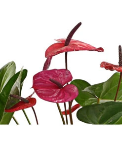 Große Flamingoblume - Anthurium Andreanum 'Adios', Verschiedene Sorten -Weber Store 8736266 WE DE 004 AnthurieAnthuriumAdios5FarbmixT17DehnerExpressHerzig