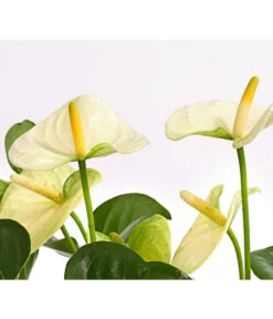 Große Flamingoblume - Anthurium Andreanum 'Adios', Verschiedene Sorten -Weber Store 8736266 WE DE 005 AnthurieAnthuriumAdios5FarbmixT17DehnerExpressHerzig