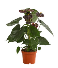 Große Flamingoblume - Anthurium Andreanum 'Adios', Verschiedene Sorten -Weber Store 8736266 WE FS 003 AnthurieAnthuriumAdios5FarbmixT17DehnerExpressHerzig