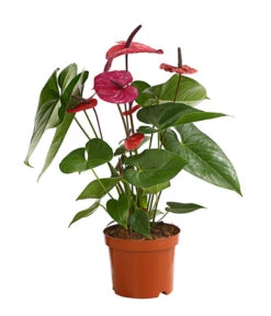 Große Flamingoblume - Anthurium Andreanum 'Adios', Verschiedene Sorten -Weber Store 8736266 WE FS 004 AnthurieAnthuriumAdios5FarbmixT17DehnerExpressHerzig