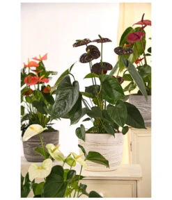 Große Flamingoblume - Anthurium Andreanum 'Adios', Verschiedene Sorten -Weber Store 8736266 WE MO 001 AnthurieAnthuriumAdios5FarbmixT17DehnerExpressHerzig