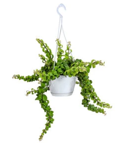 Schamblume - Aeschyanthus Radicans 'Scubidoo', Ampel